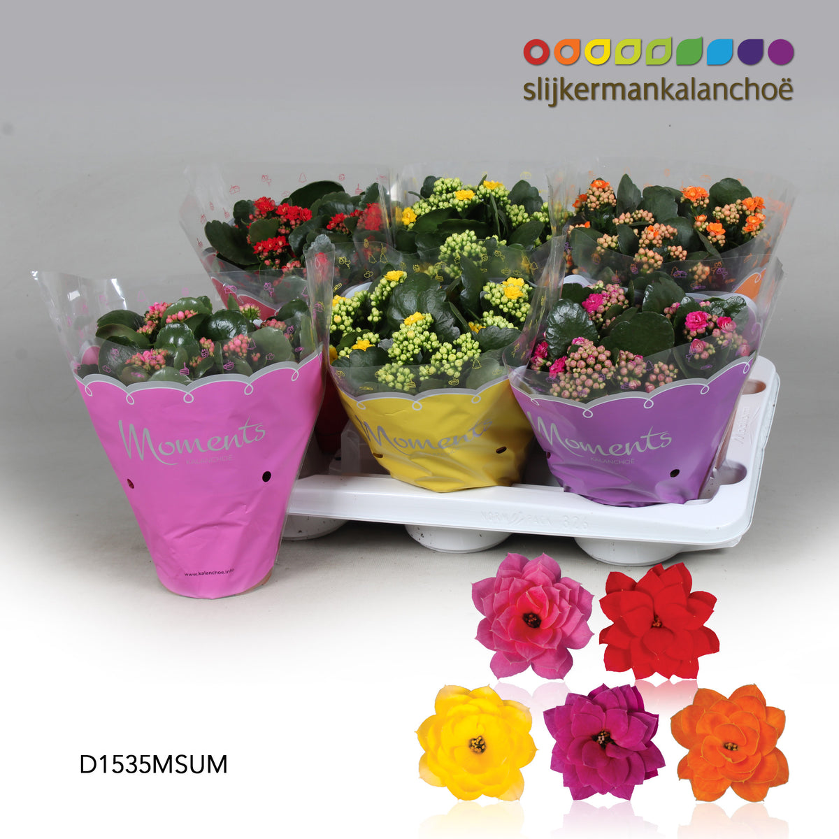 Kalanchoe mix 26cm 15cm Pot