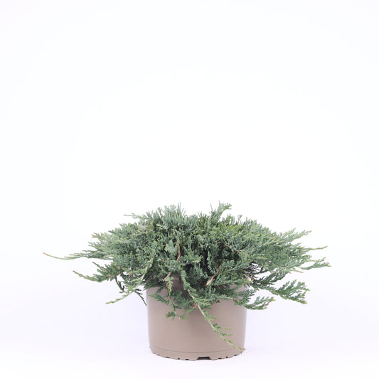 Juniperus Wiltonii 35cm 23cm Pot