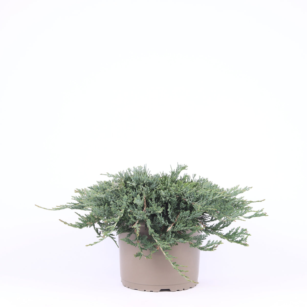 Juniperus Wiltonii 35cm 23cm Pot