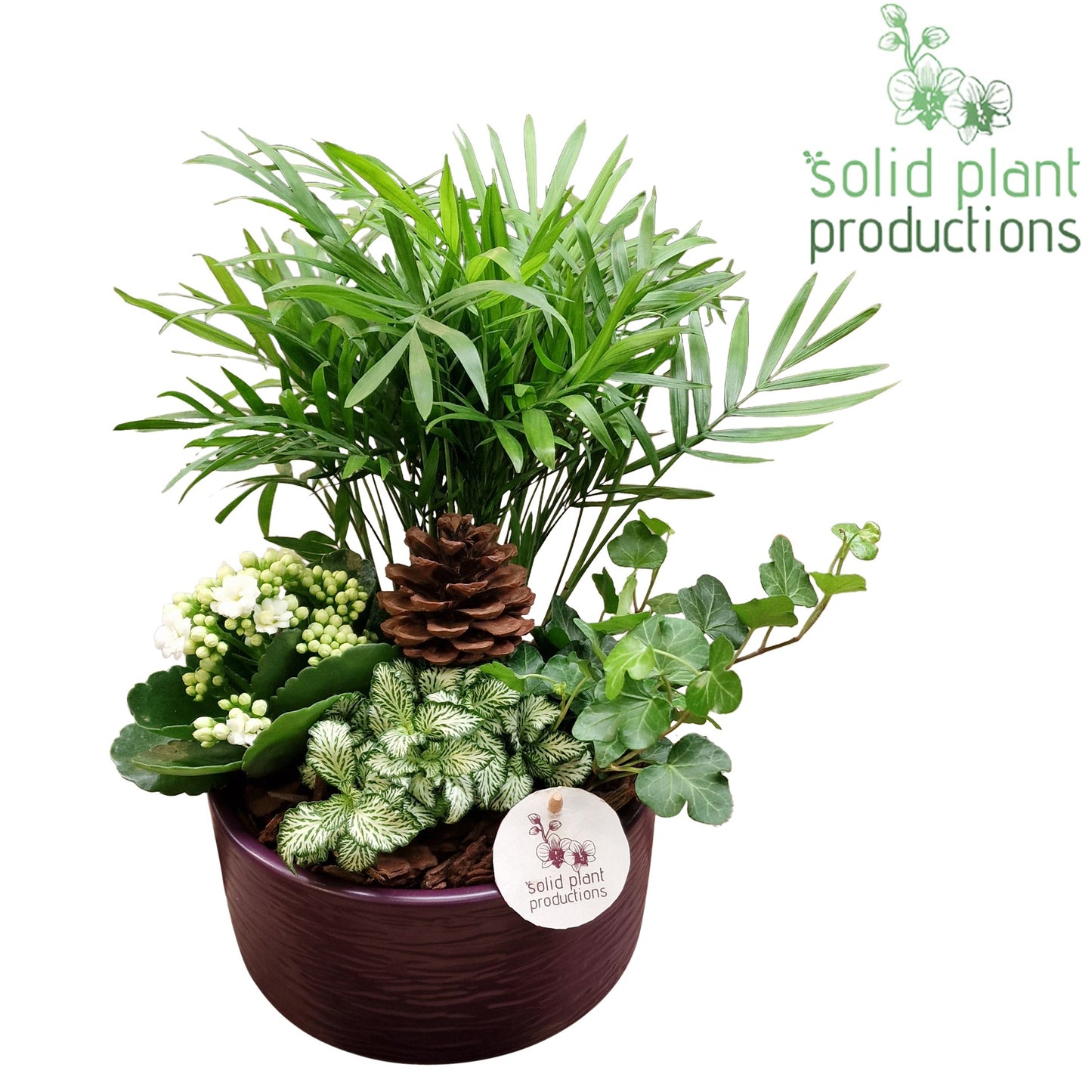 CH003 Loes Purple 38cm 18cm Pot