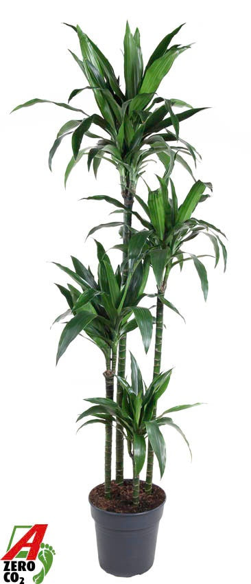 Dracaena fragrans Janet Craig 120-90-60-30 190cm 27cm Pot