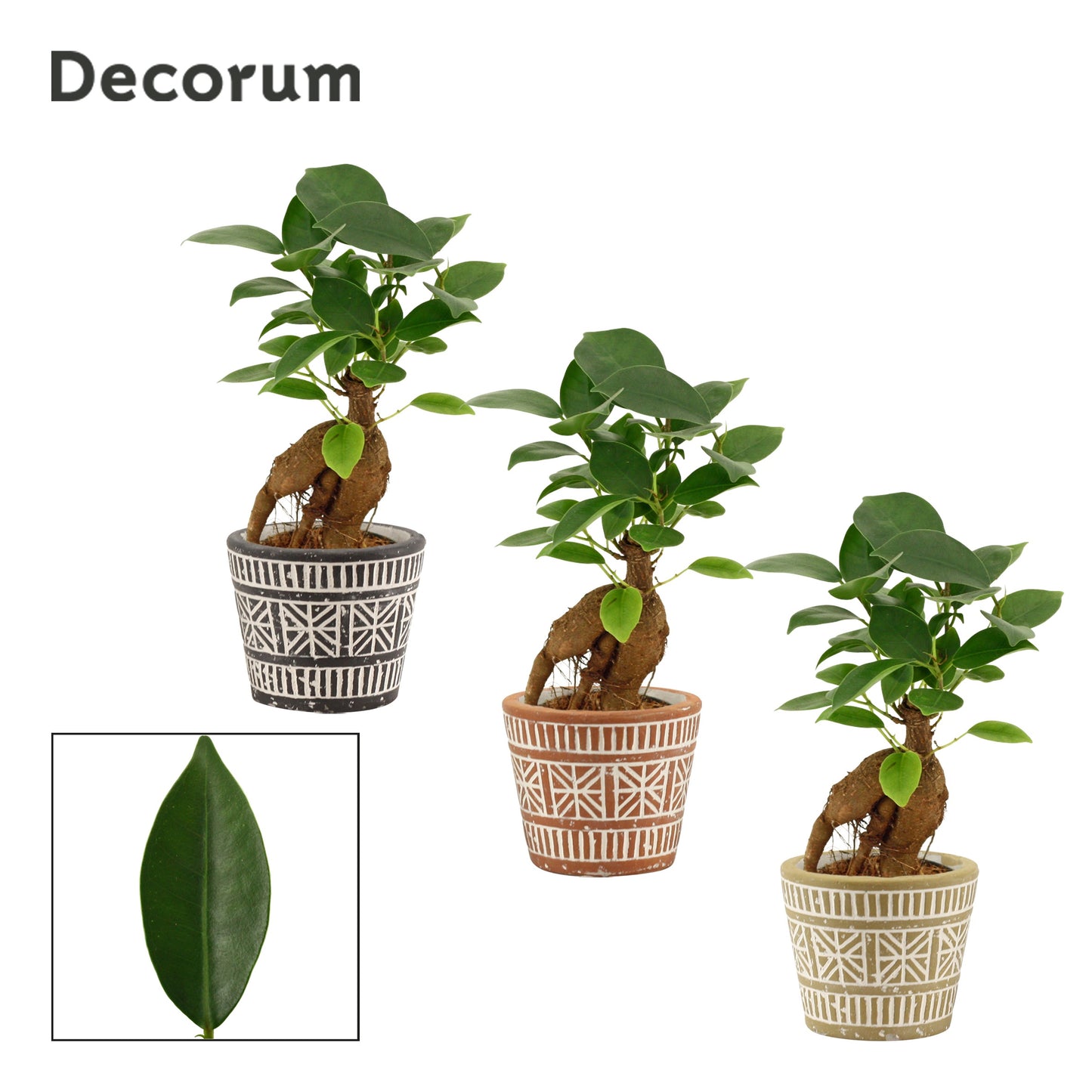 Ficus Ginseng 15cm 6cm Pot