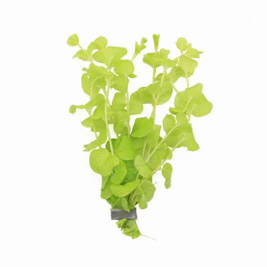 Lysimachia hybrid 5cm 2cm Pot