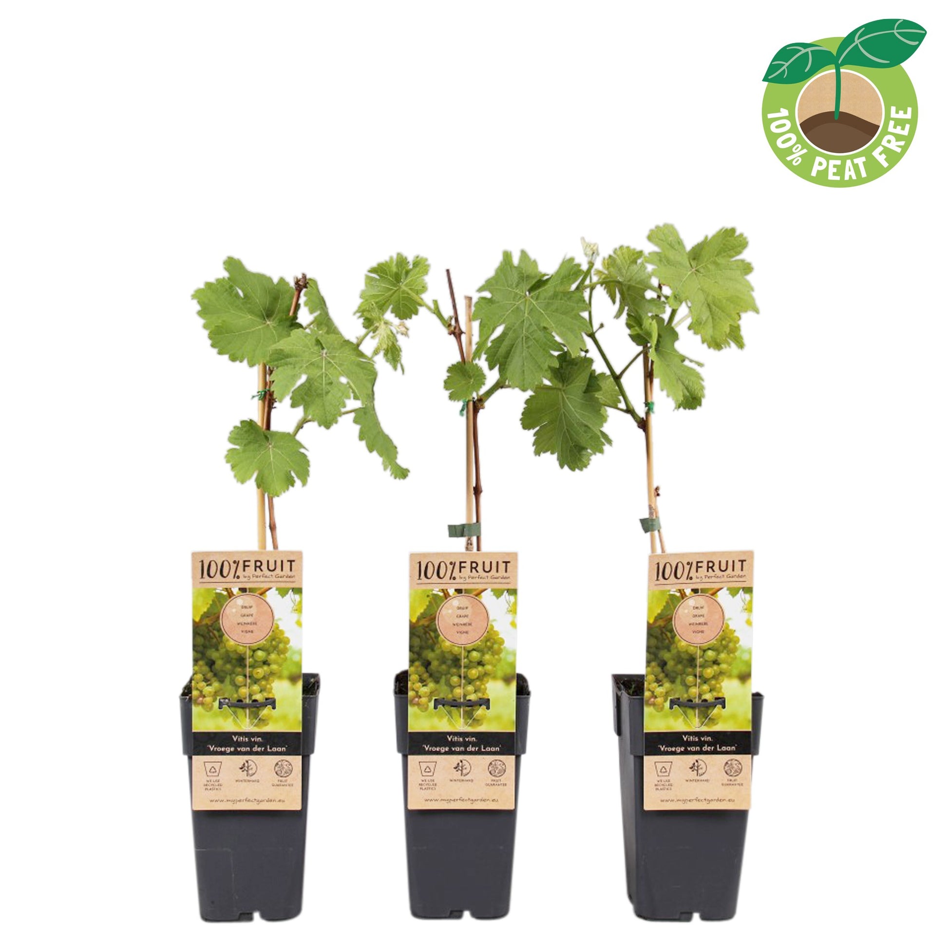 Vitis Vroege van der Laan (Grape) 50cm 15cm Pot