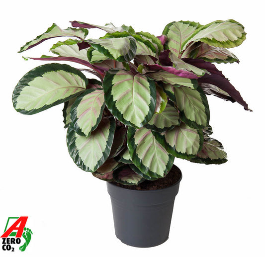 Calathea Silvia 90cm 27cm Pot