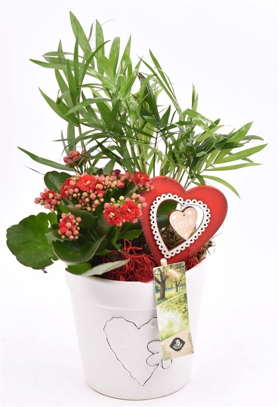 Indoor green arrangement 13cm Pot