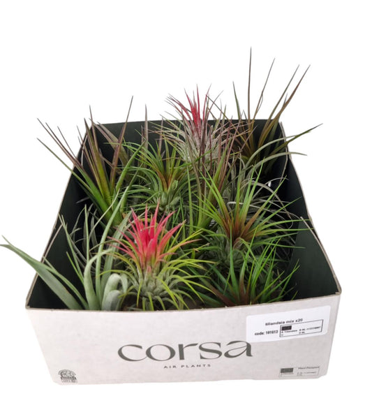 Tillandsia ionantha 6cm 6cm Pot