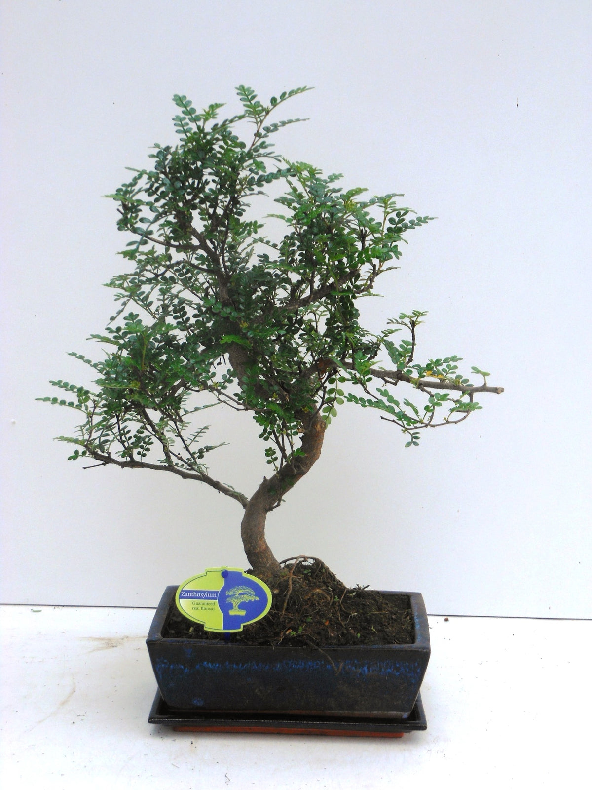 Zanthoxylum piperitum 45cm 25cm Pot