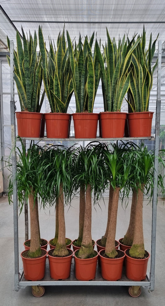 Foliage houseplants mix 100cm 27cm Pot