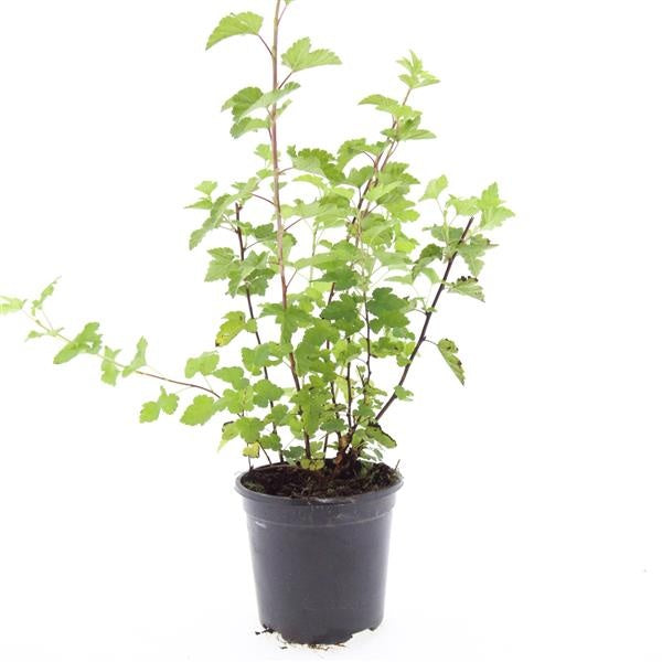 Physocarpus opulifolius 10cm 14cm Pot