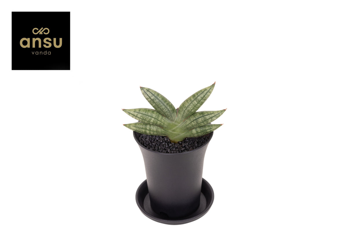 Sansevieria cyl. Inti 12cm 7.5cm Pot