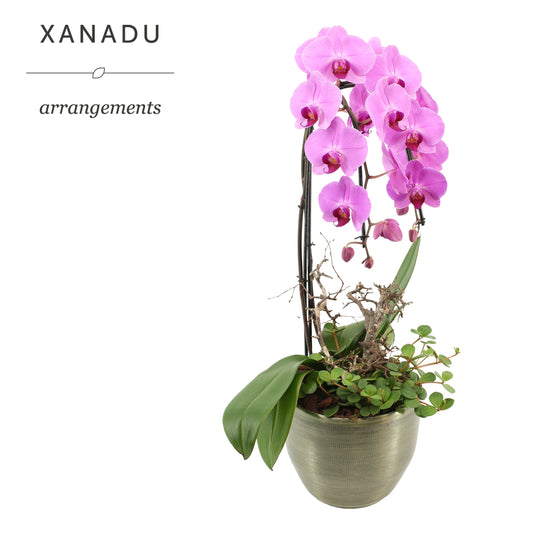 Xanadu Florence 60cm 21cm Pot