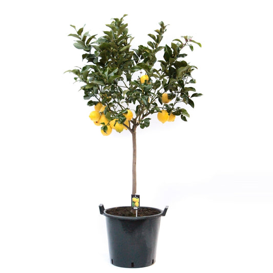 Citrus Lemon 185cm 35cm Pot