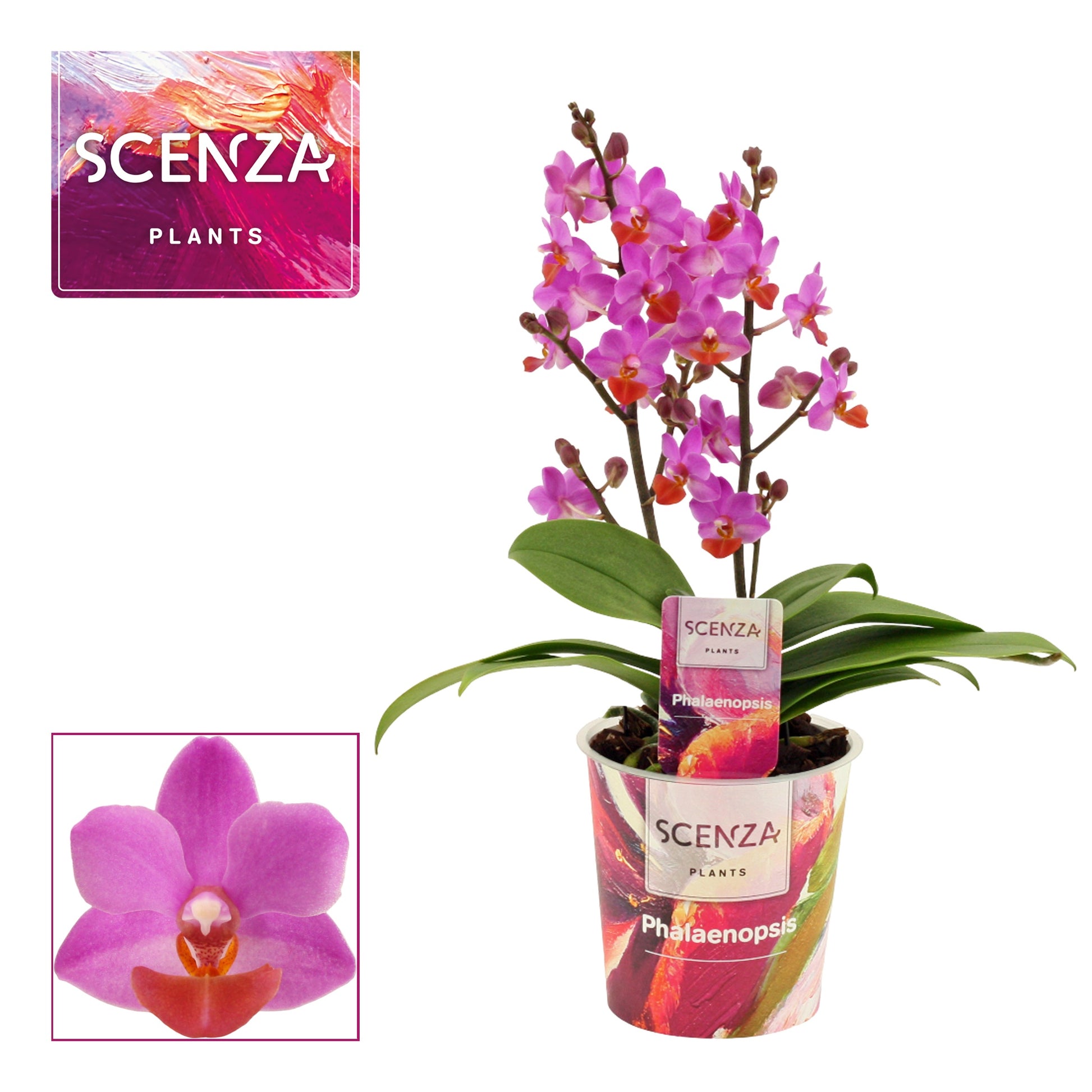 Duijn-Hove BV, kwekerij Phalaenopsis purple Pack of 6