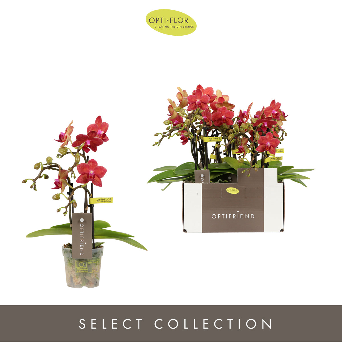 Phalaenopsis red 25cm 7cm Pot