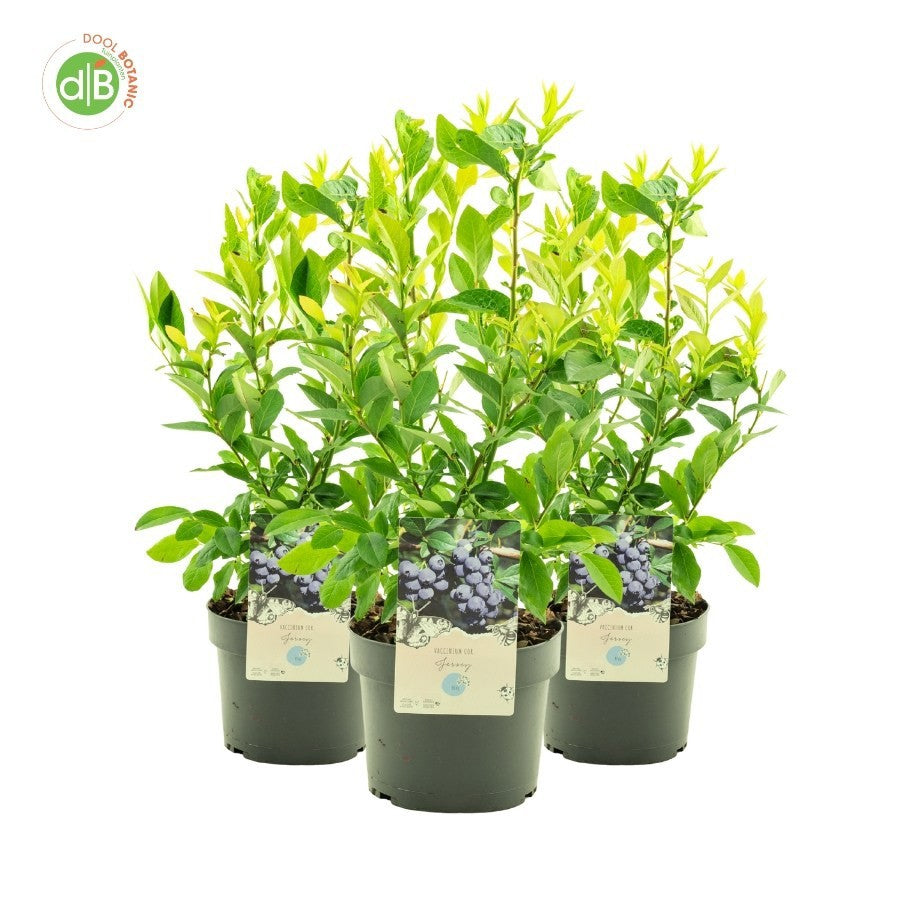 Vaccinium Jersey (Blueberry) 45cm 19cm Pot
