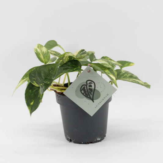 Zeur Niet, kwekerij Epipremnum Pack of 10