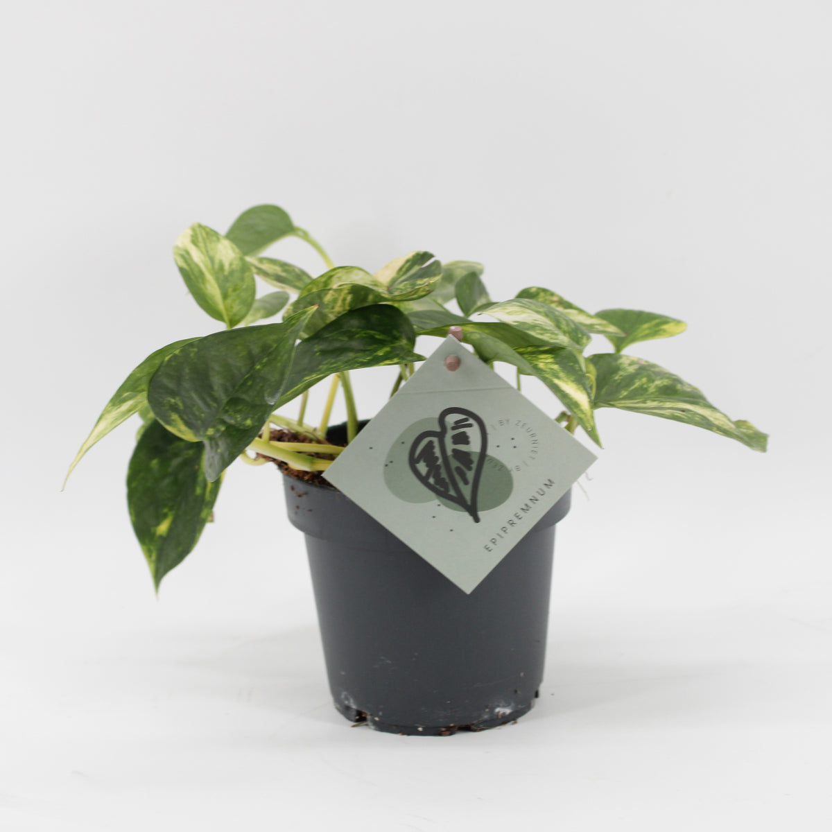 Epipremnum 20cm 12cm Pot