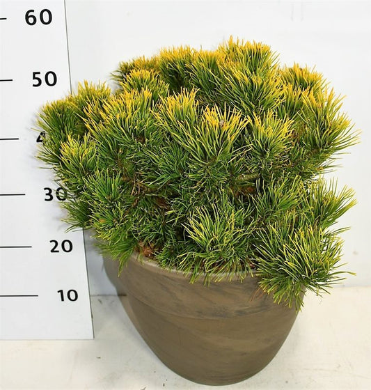 Pinus mugo Carstens Wintergold 50cm 35cm Pot