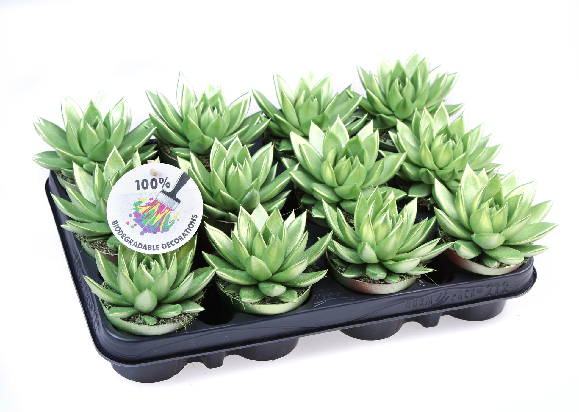 Rainbow Metallic green 10cm Special Pot (508)