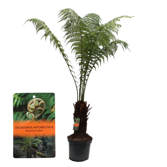 Dicksonia antarctica 140cm 32cm Pot