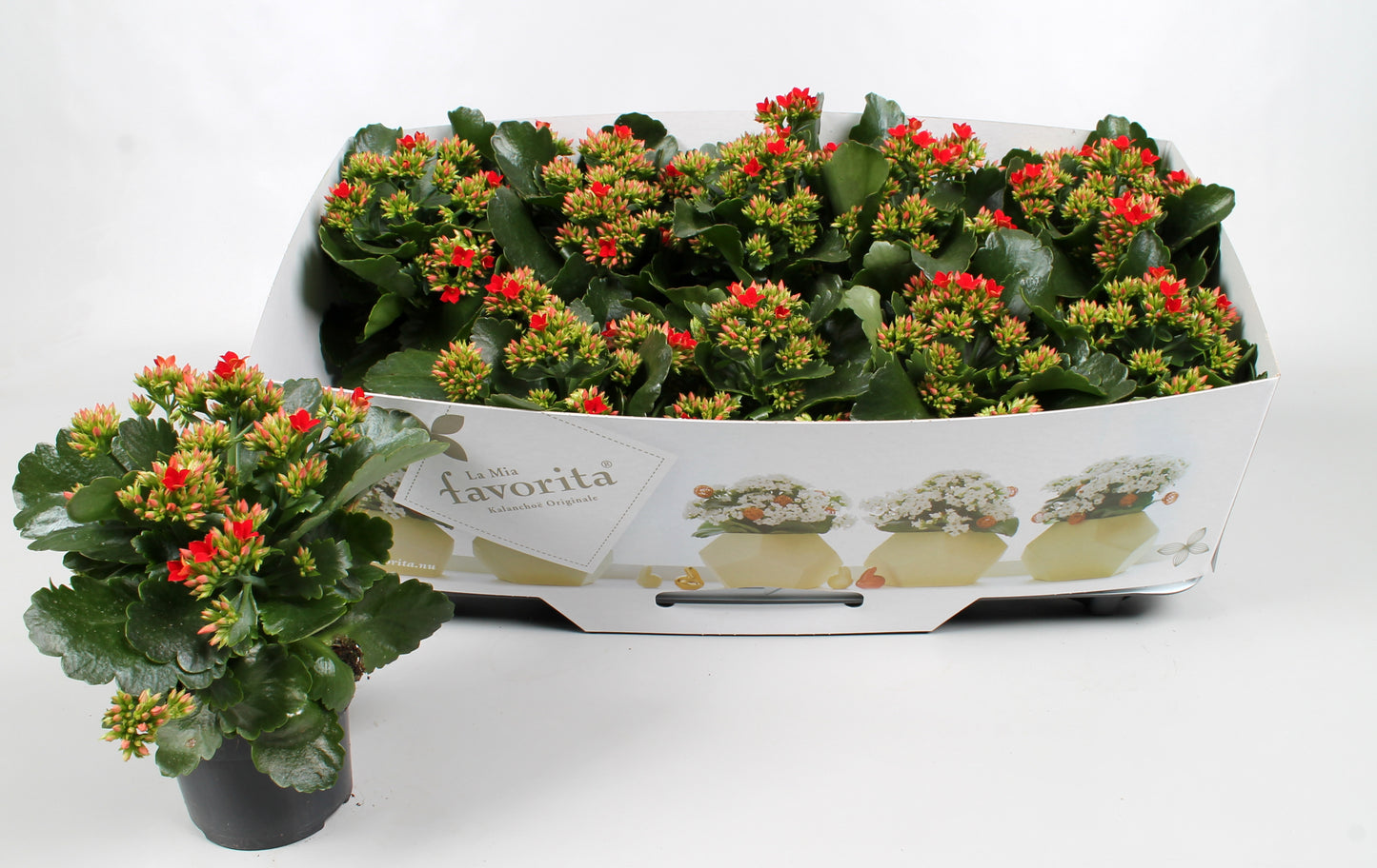 Vreugdenberg BV Kalanchoe Lipstick Red Pack of 10