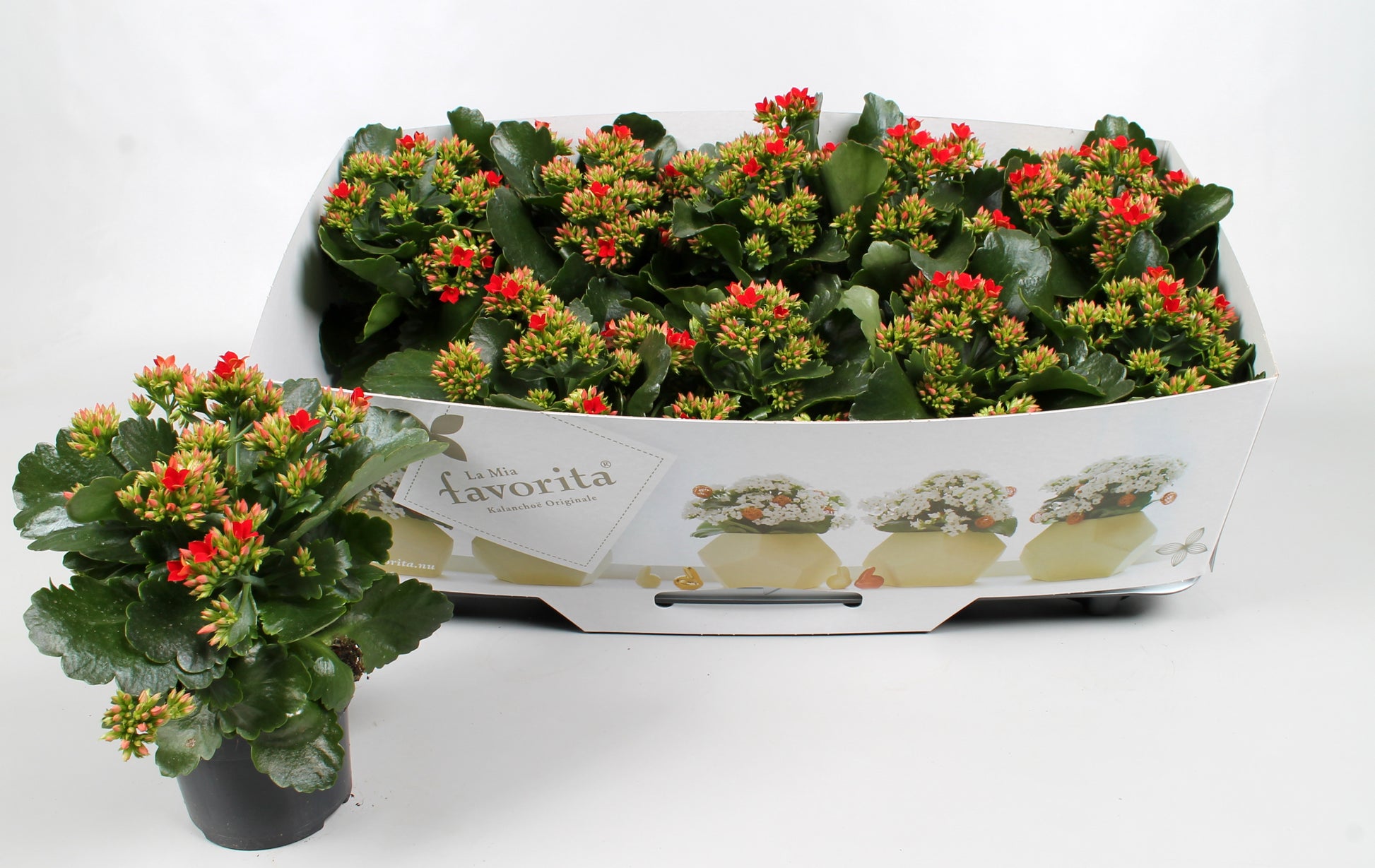 Vreugdenberg BV Kalanchoe Lipstick Red Pack of 10