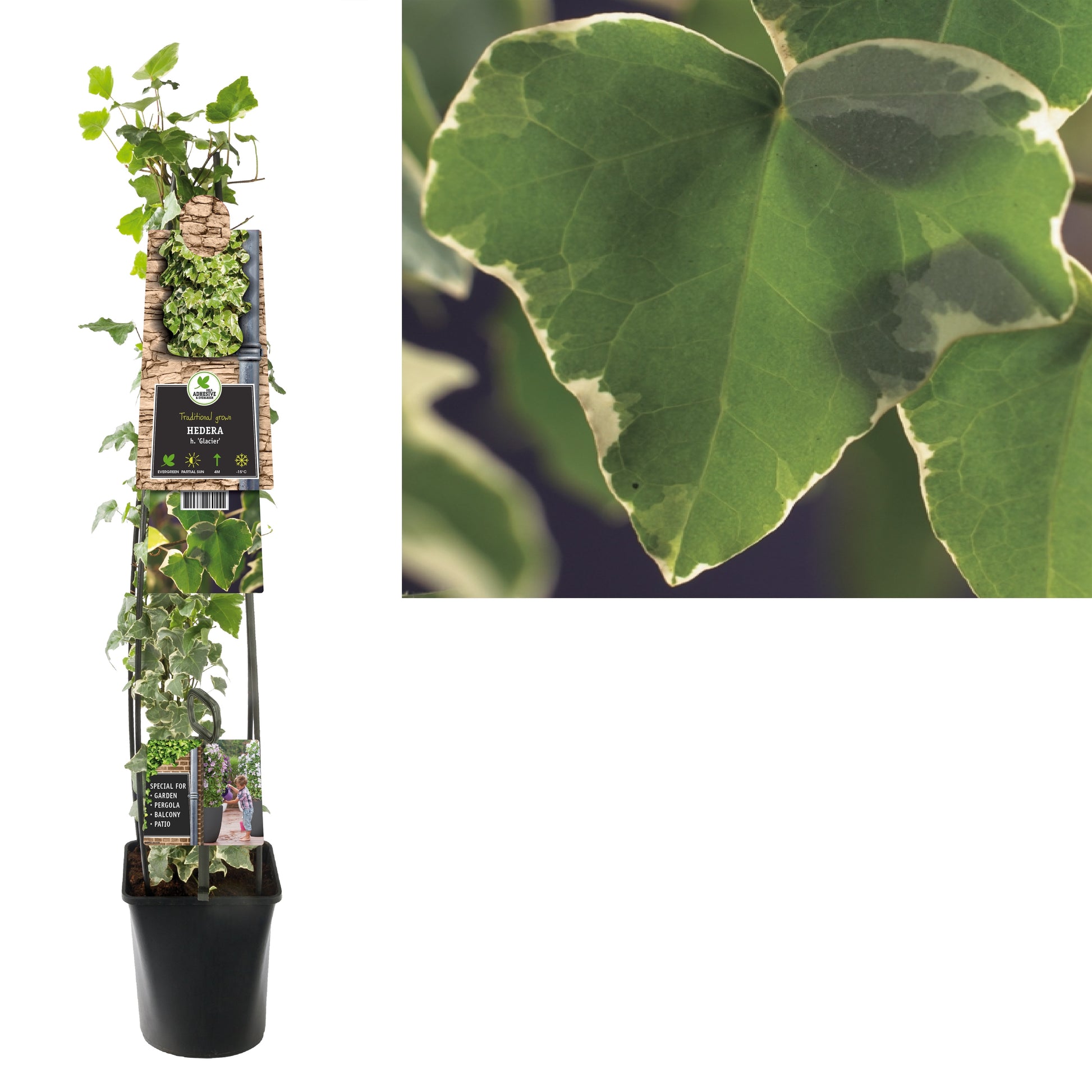Hedera helix Glacier 23cm Pot
