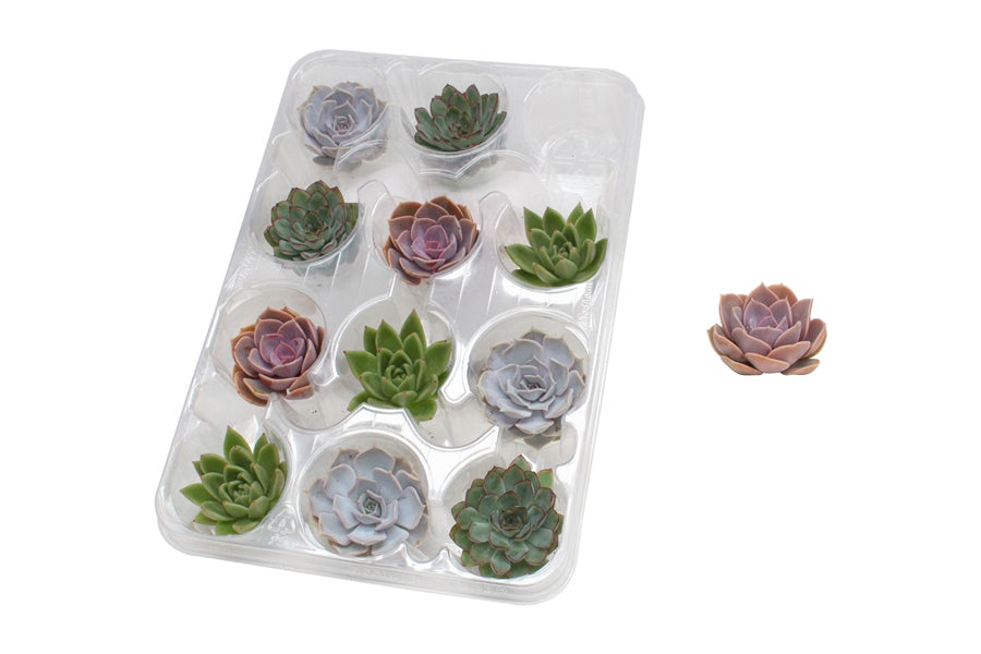 Amigo Plant VOF Echeveria mix Pack of 35