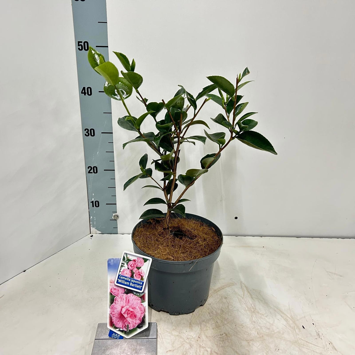 Camellia William Bartlett 45cm 19cm Pot