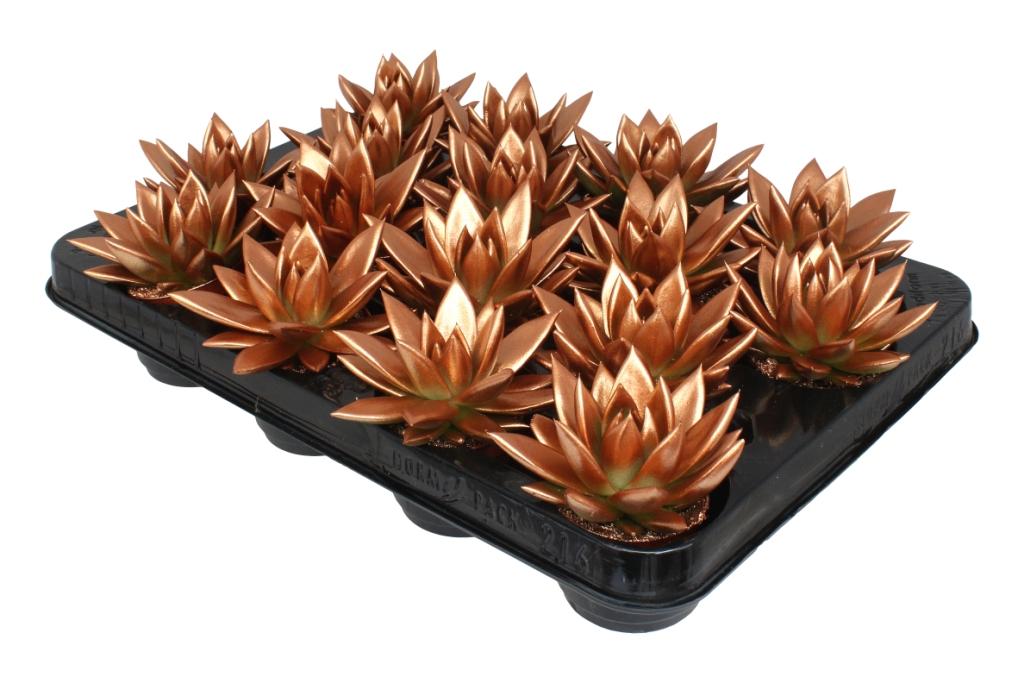 Echeveria Miranda 8cm 6cm Pot