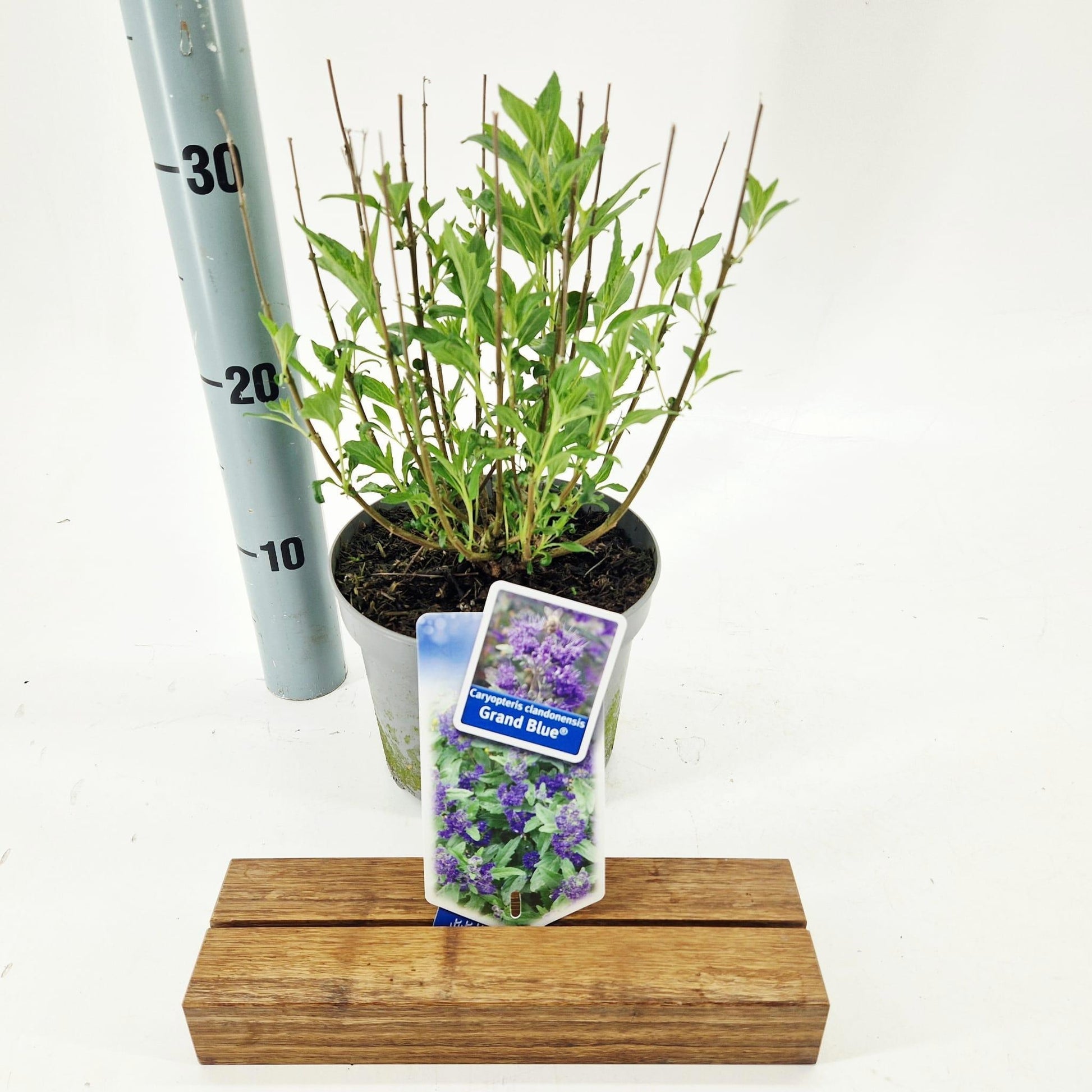 Caryopteris cla. Grand Bleu 50cm 17cm Pot