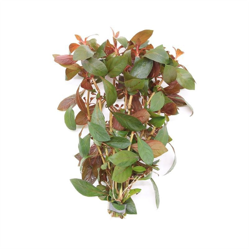 Ludwigia sp mini super red 5cm 2cm Pot
