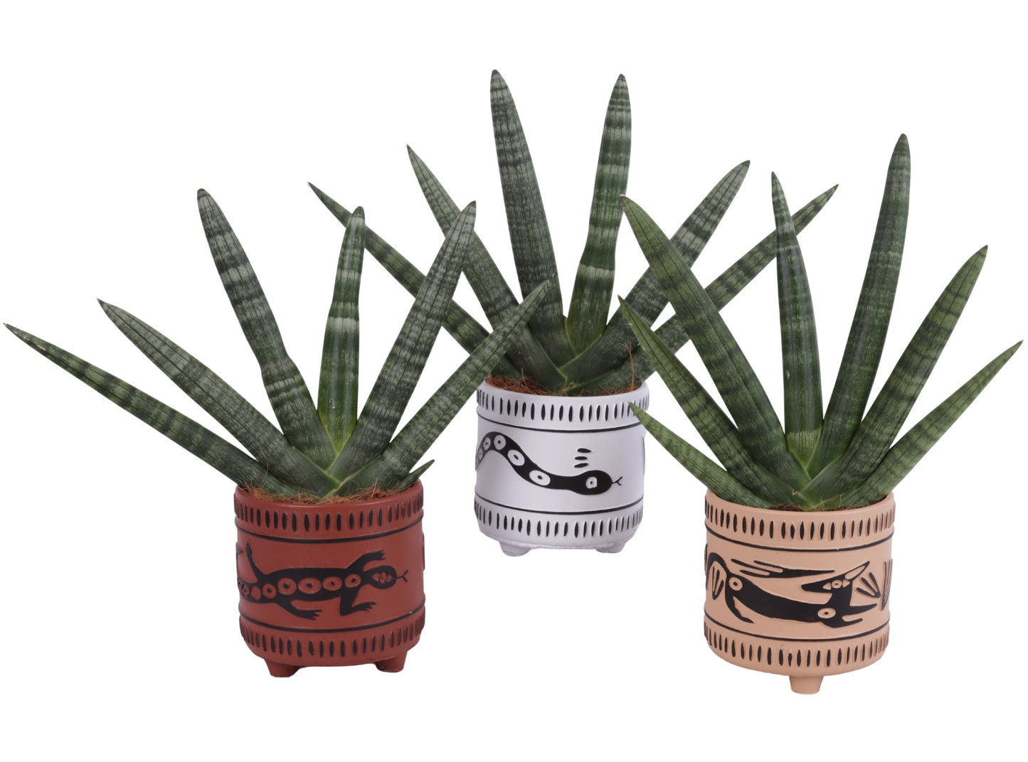 Sansevieria cyl. Handshake 45cm 14cm Pot