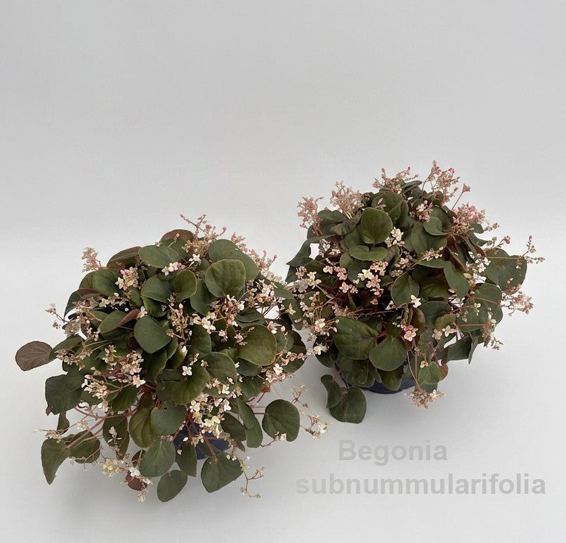 Begonia rex 22cm 12cm Pot
