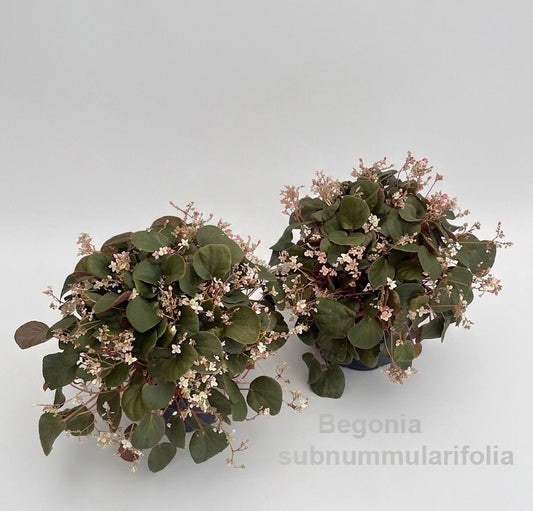 Begonia rex 22cm 12cm Pot