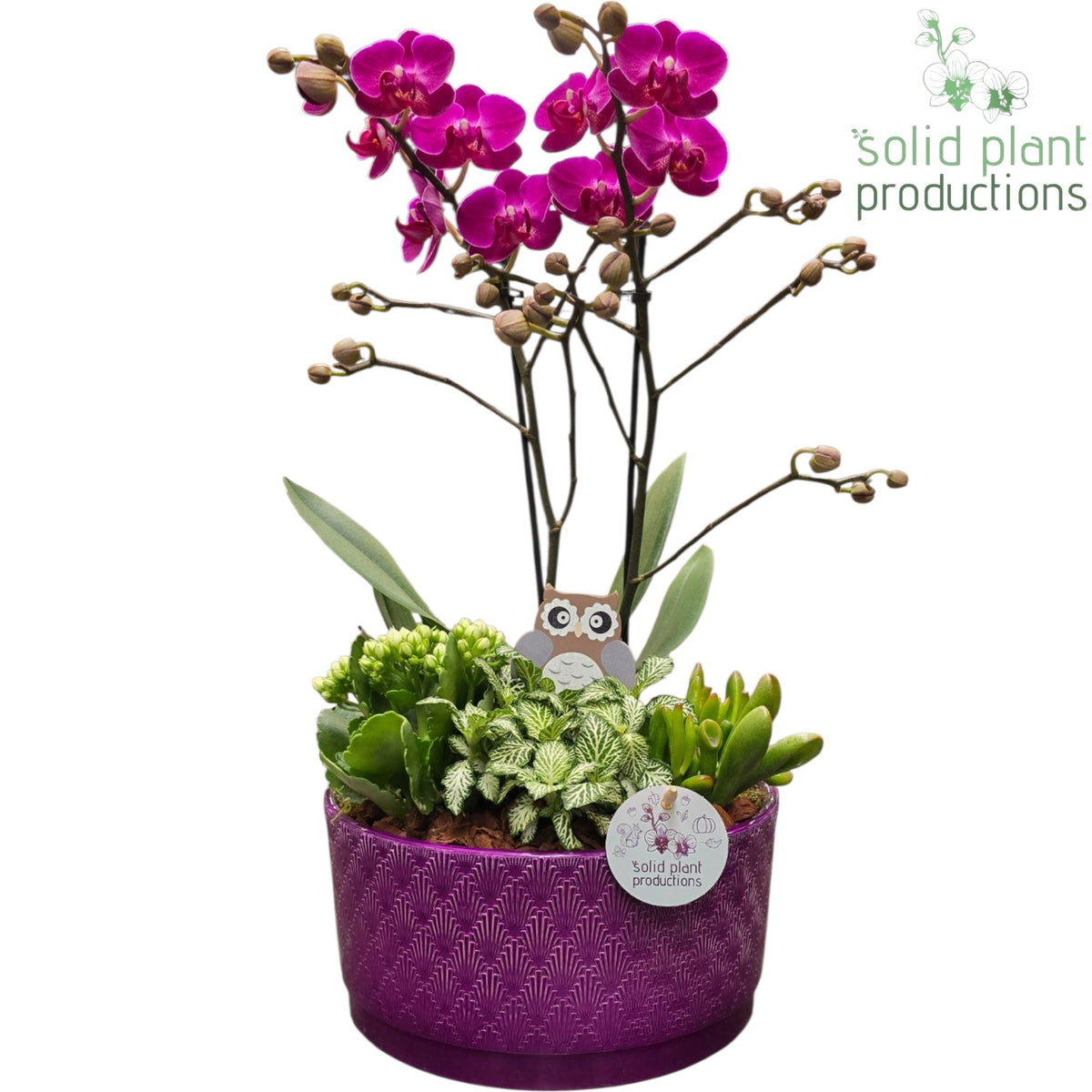 PH004 Stella Purple 50cm 22cm Pot
