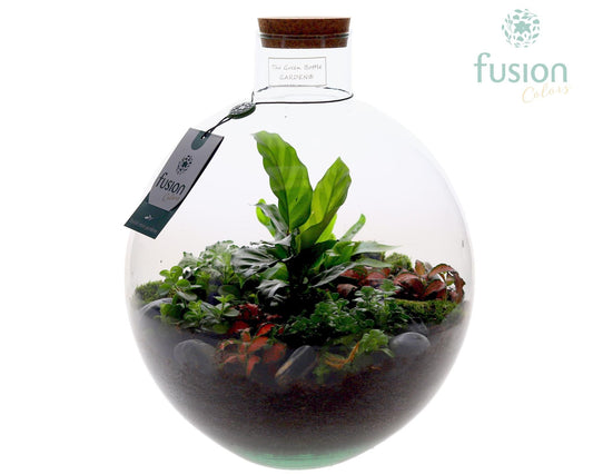 Terrarium Okaido Large met arrangement 7pp 35cm 31cm Pot