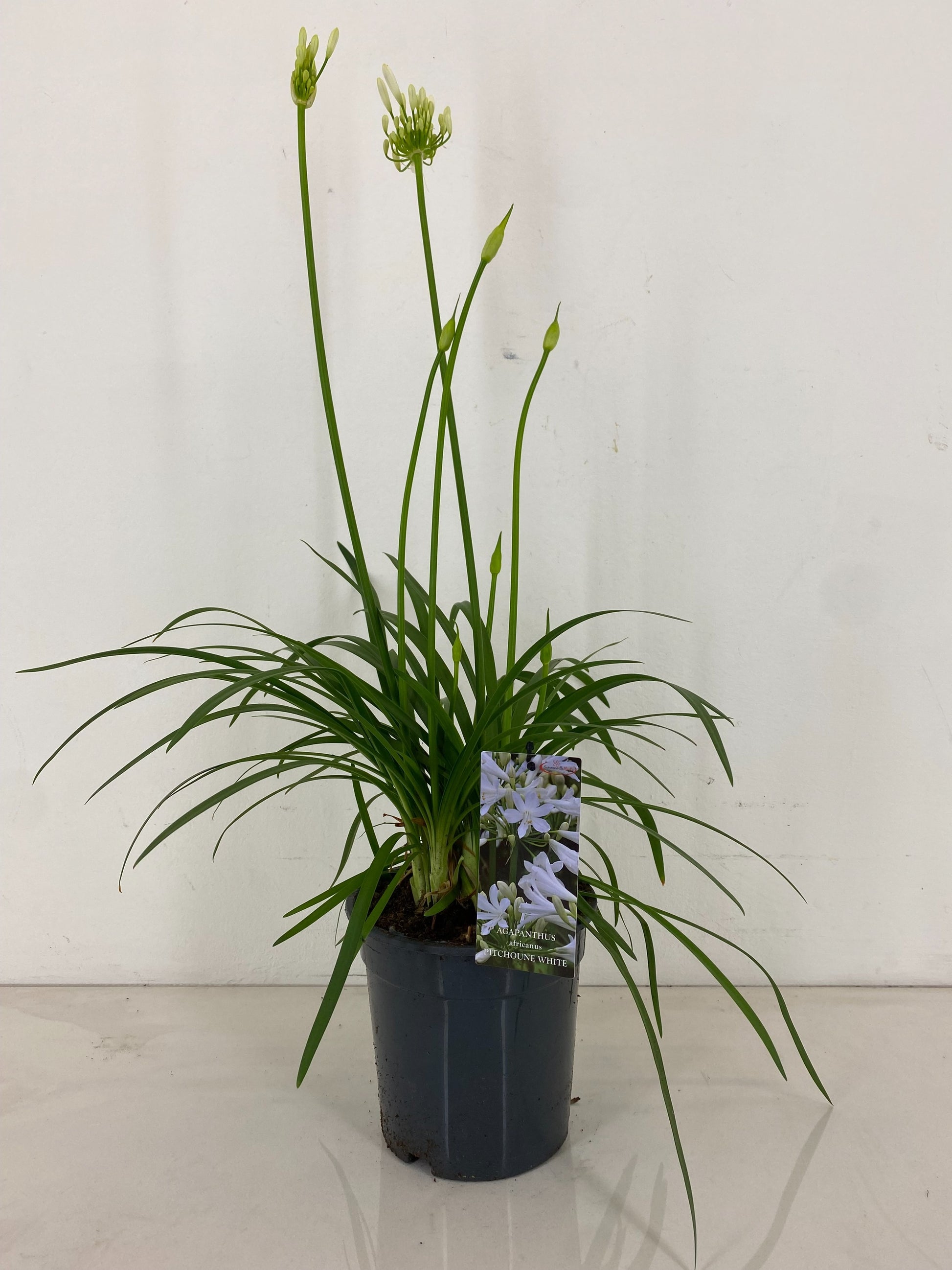 Agapanthus Pitchoune White 75cm 19cm Pot