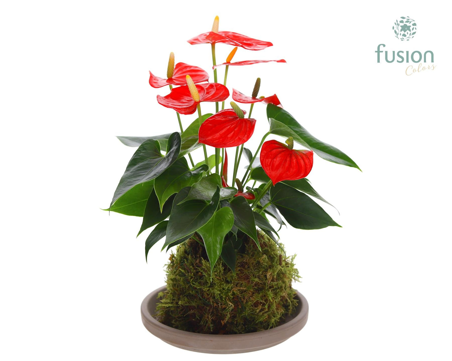 Terracotta schotel met Mosbollen en Anthurium 55cm 20cm Pot