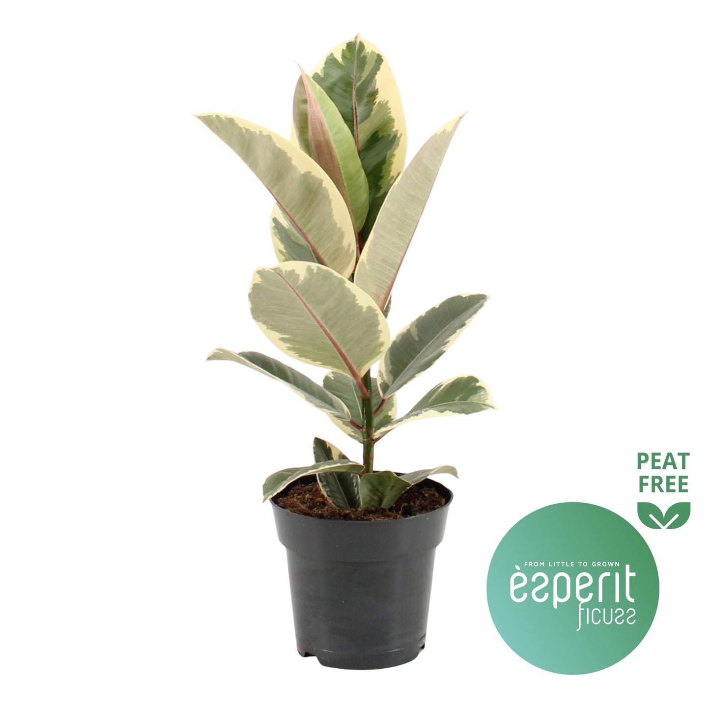 Ficus Tineke 55cm 17cm Pot
