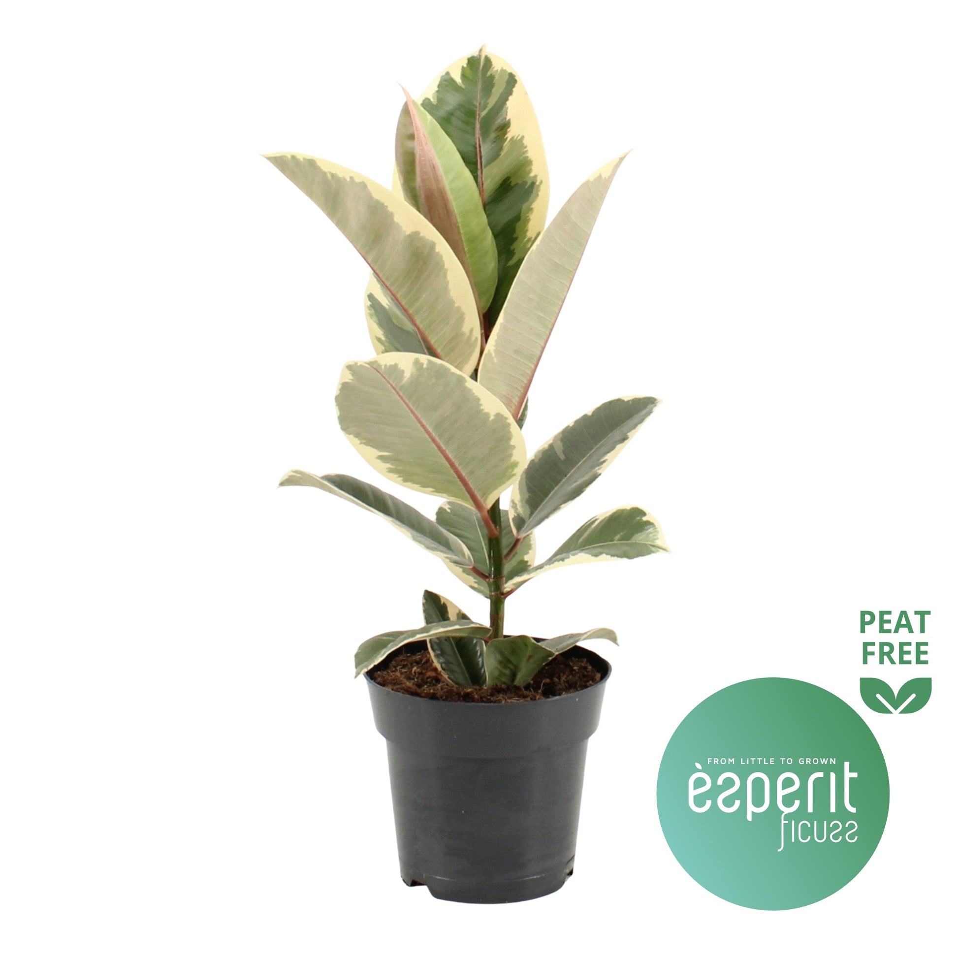 Ficus Tineke 55cm 17cm Pot