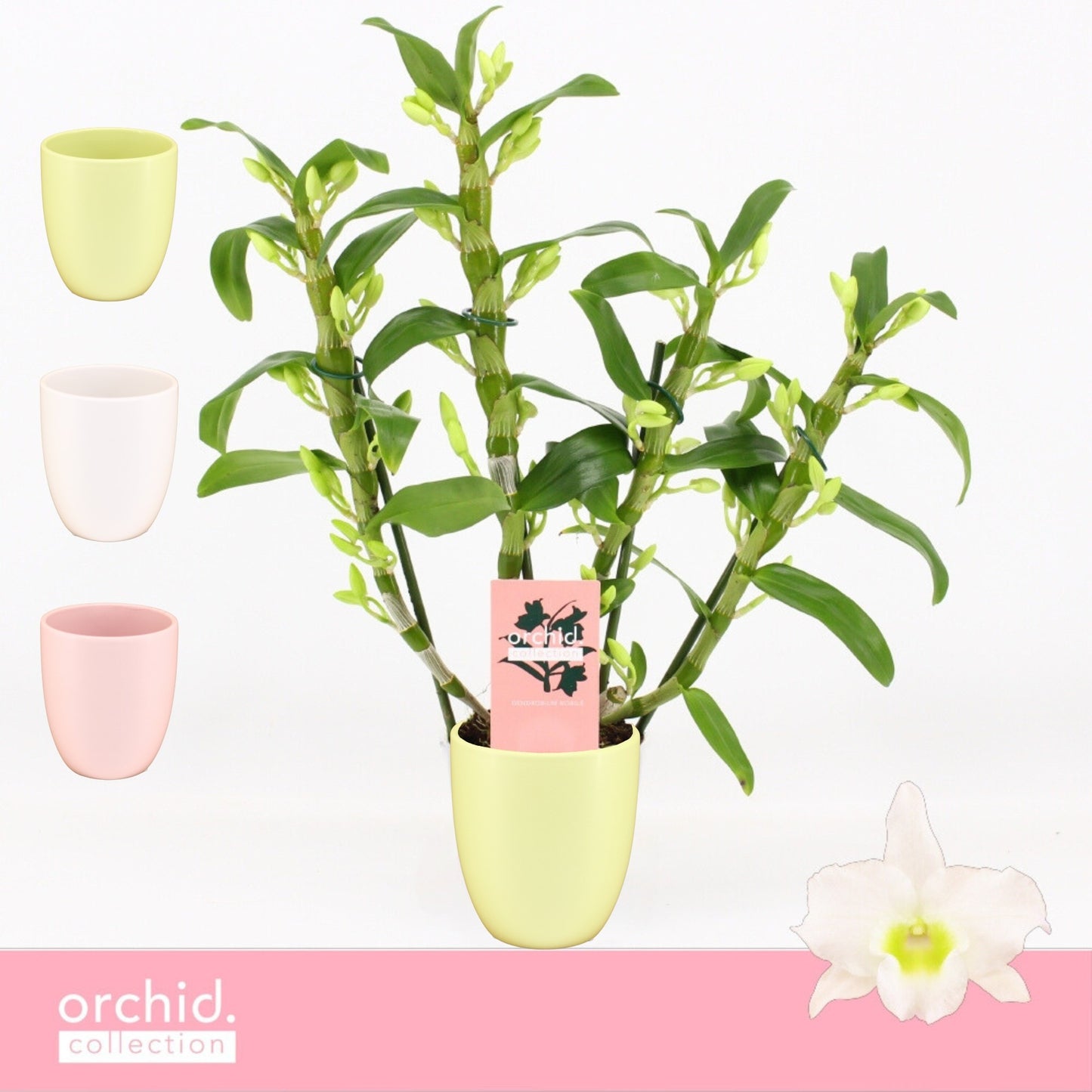 Dendrobium Apollon 40cm 12cm Pot