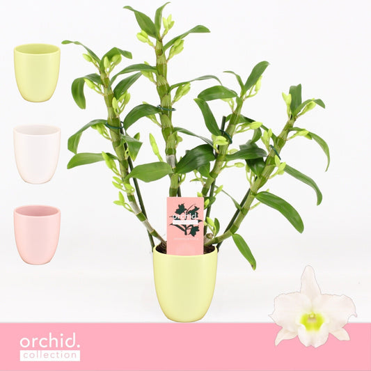 Dendrobium Apollon 40cm 12cm Pot