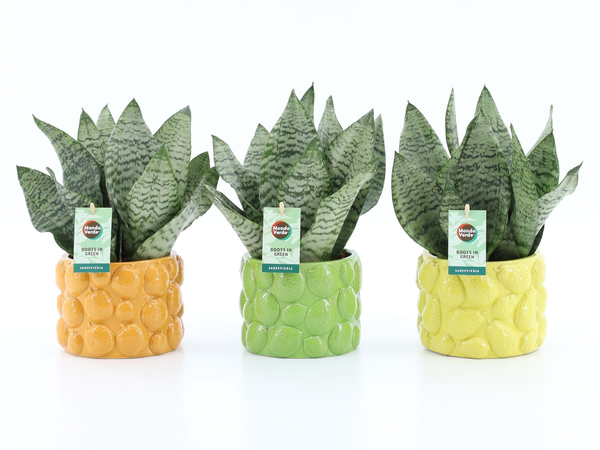 Sansevieria Black Coral 35cm 15cm Pot