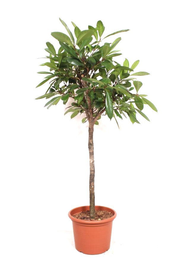 Ficus cyathistipula 180cm 40cm Pot