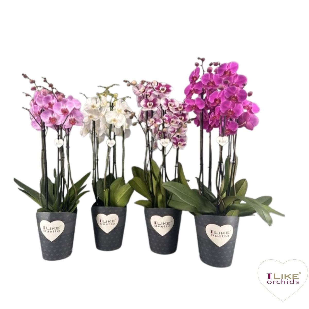 Phalaenopsis Duetto mix 70cm 17cm Pot