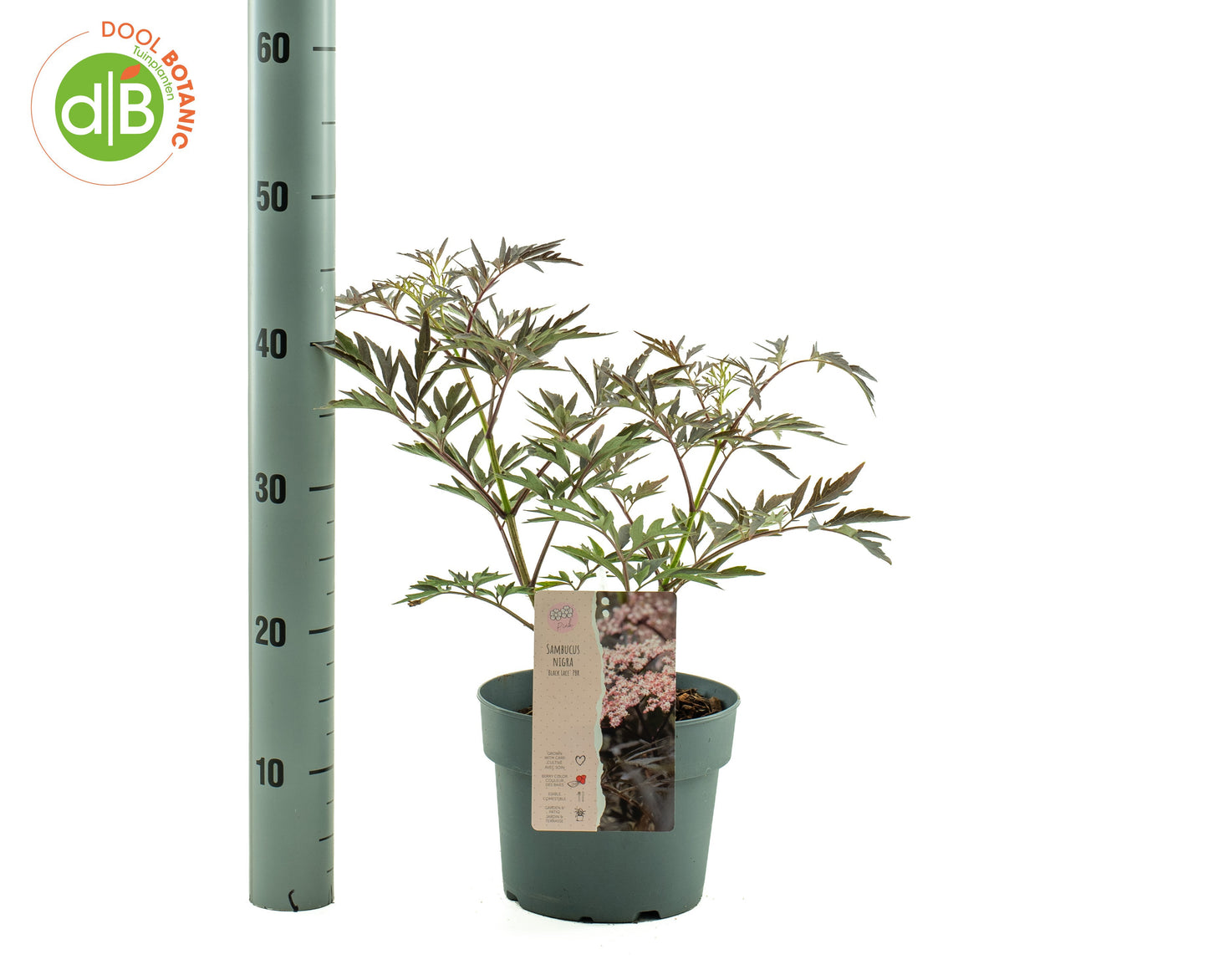 Sambucus nig. Black Beauty 35cm 19cm Pot