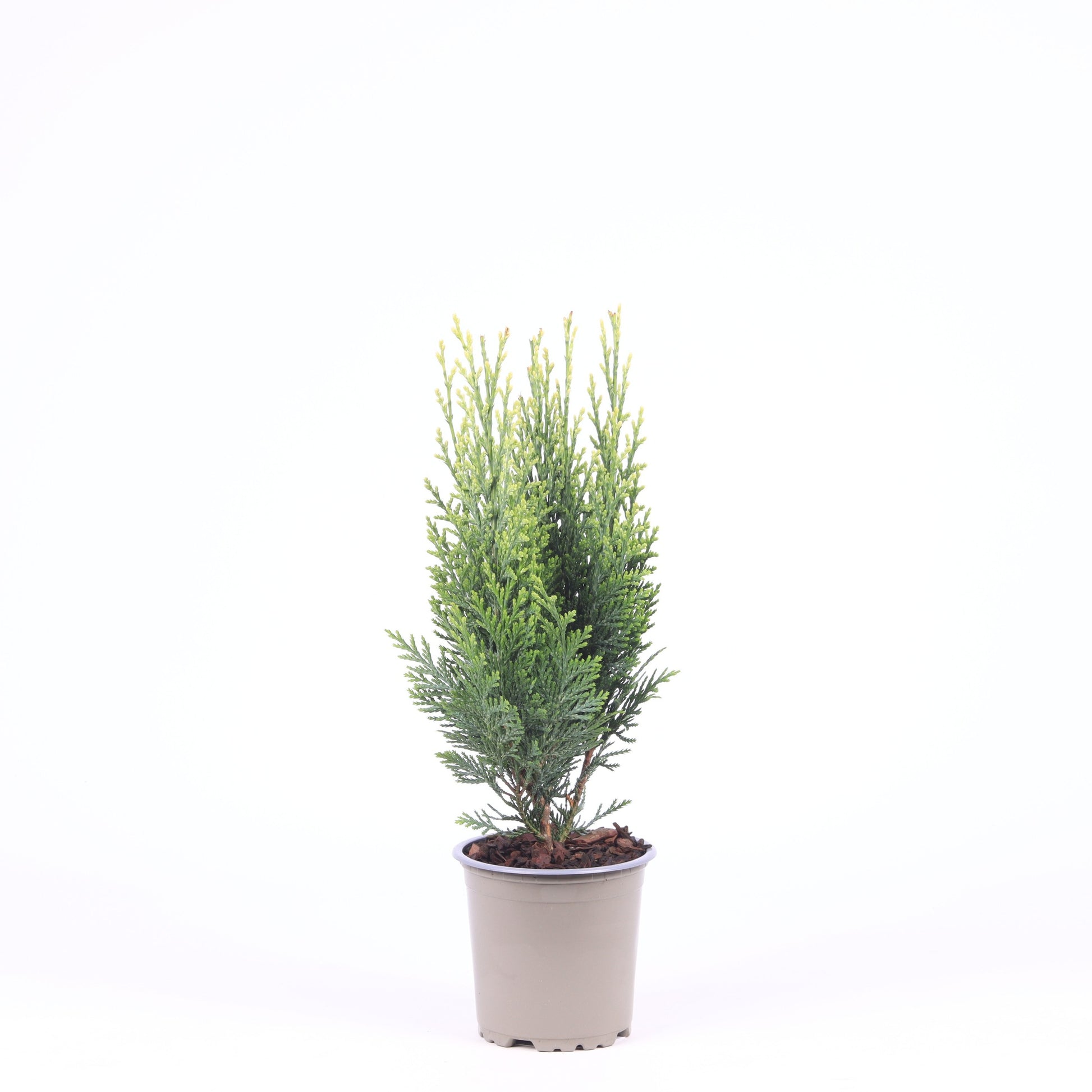 Chamaecyparis White Spot 30cm 11cm Pot