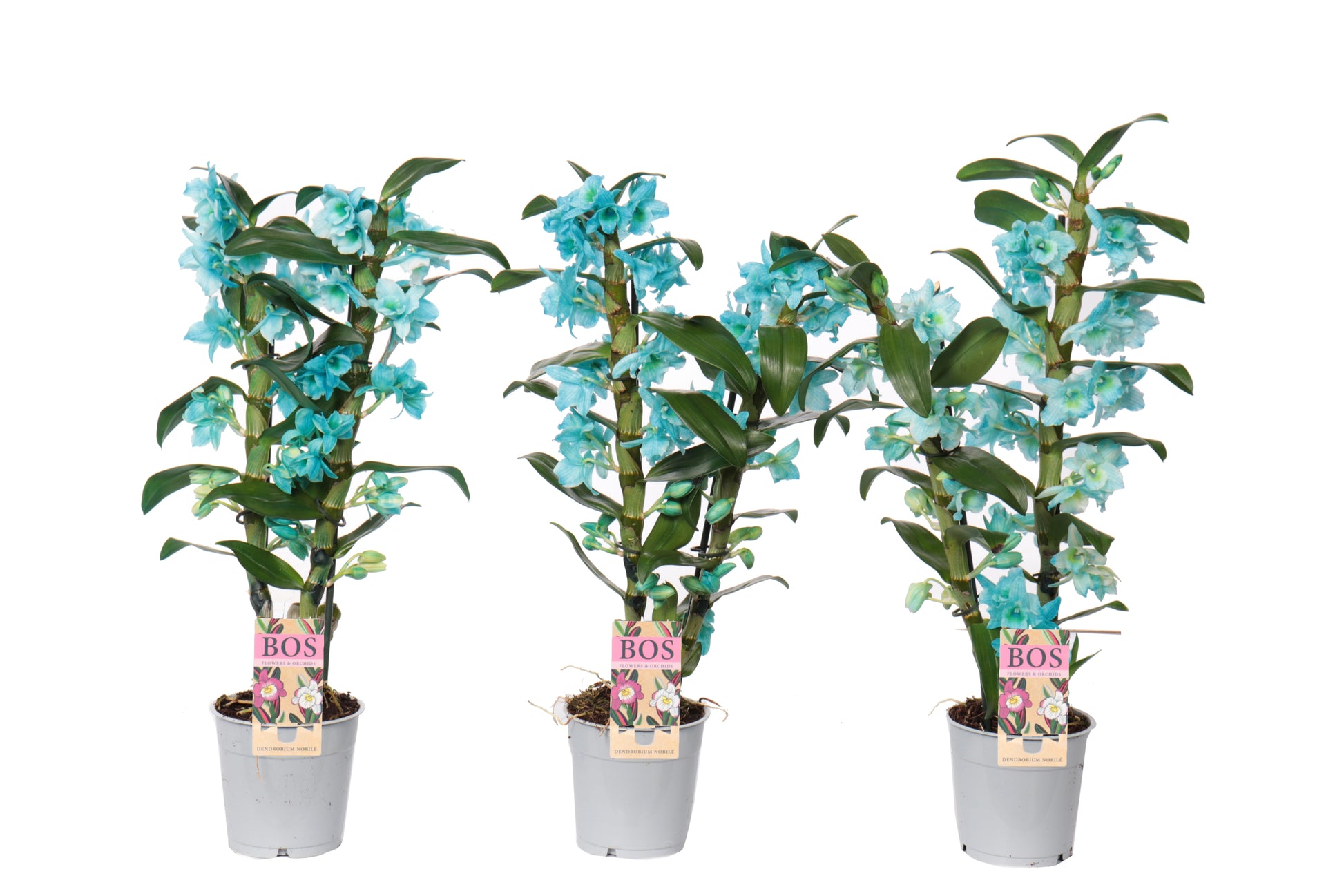 Dendrobium colour ocean blue 50cm 12cm Pot